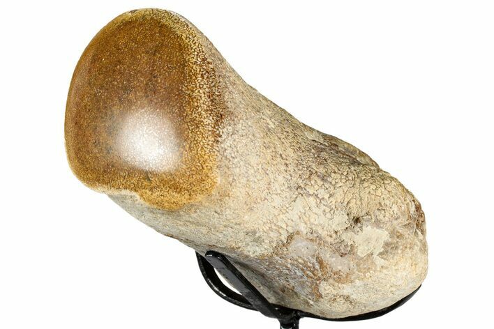 Polished Fossil Mosasaur Vertebra w/ Metal Stand - Texas #350880